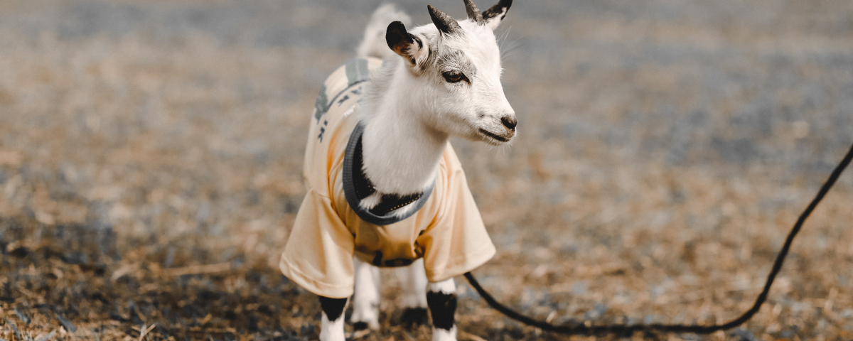 Authenticating users in a new Laravel app with a legacy database