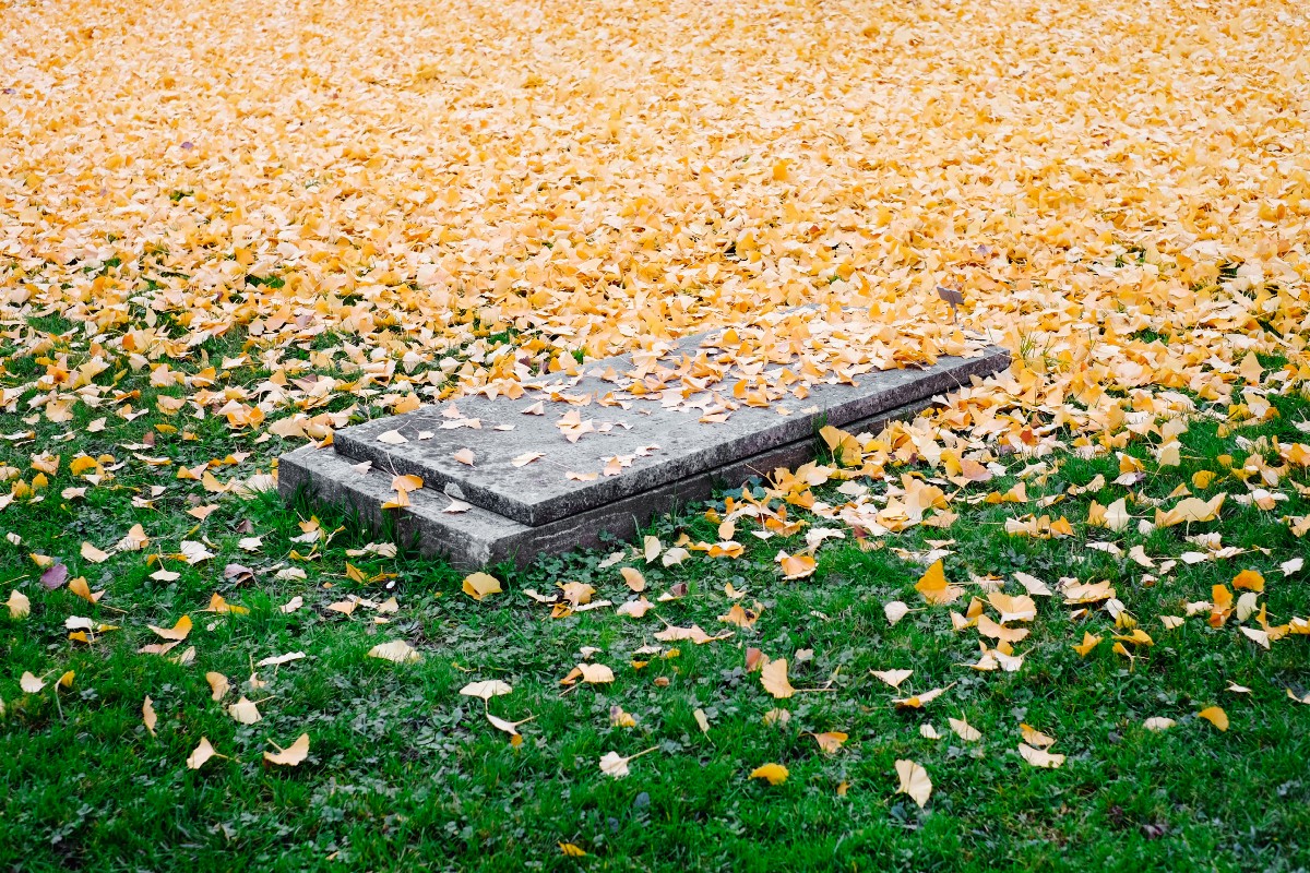 PHP 7.4: Setters and Getters have died